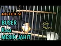 Download Lagu BUSER Cucak Jenggot rasa mesin jahit | Absolute SF
