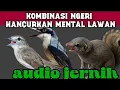 Download Lagu masteran viral 2025 |cucak ampela jinjing petulak \u0026 bajing kekes