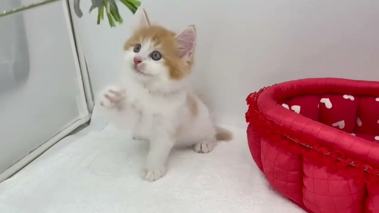 動画