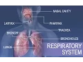 Anatomy and Physiology of Respiratory System