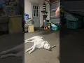 Download Lagu Doggie scratch 🐶 #funny