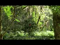 Full Apple Tree (feat. Phil Heaven) - Li Xiangting & Dean Evenson