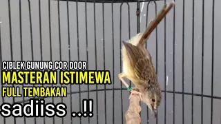 ciblek gunung gacor tembakan cucak cungkok sambung belalang emas