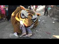 Download Lagu Cantik Manis Dicaplok Barongan Macan New Pandawa Di Serangan Bonang