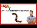 😱What Happens if You Get Stung by a Centipede? [Serious Consequences of Stings!!]