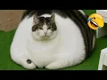 Download Lagu Cute and funny pets will make you laugh so hard 😂
