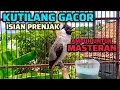 Lagu KUTILANG GACOR ISIAN PRENJAK PALING AMPUH UNTUK MASTERAN SEMUA KUTILANG