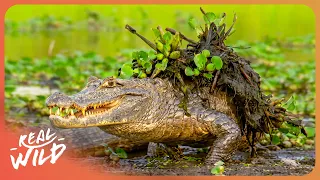 The Fascinating Wildlife of the Equator | Nature Documentary