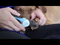 Dog Nail Clippers and Trimmer - Toenail Clippers with Quick Safety Guard PuppySimply