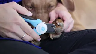 Dog Nail Clippers and Trimmer - Toenail Clippers with Quick Safety Guard PuppySimply