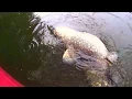 Big Catfish devours Duck