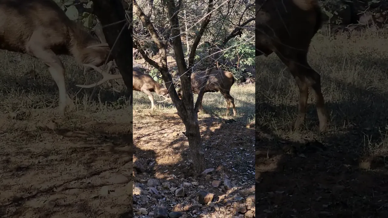 exploring the wild #wildlife #ranthambore #fight #wild