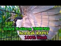 Download Lagu Suara Burung Kutilang Gacor KUTILANG RIBUT NGAMUK Ampuh untuk menaikkan Mental EMOSI Kutilang Lain!!