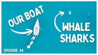 [Ep 64] Swimming With Whale Sharks in the Wild & Full Moon Flotilla | Bahia de los Angeles