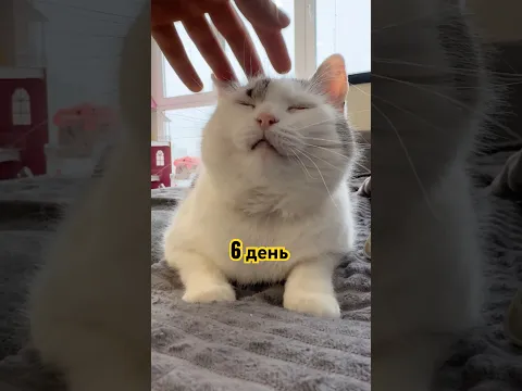 Сколько раз погладить кота в день? 451! #challenge #pets #cute