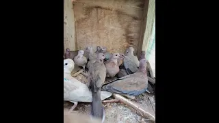 يا قماري الهجعة نوحن كاملة دندنها