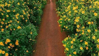 Arcade Duncan Laurence Shania Yan Cover 