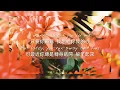 【適合開車兜風時聽的輕鬆音樂】oftn -《Almost》(feat. Sonny Zero) 中英歌詞