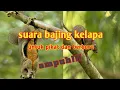 Download Lagu suara tupai untuk pikat dan berburu