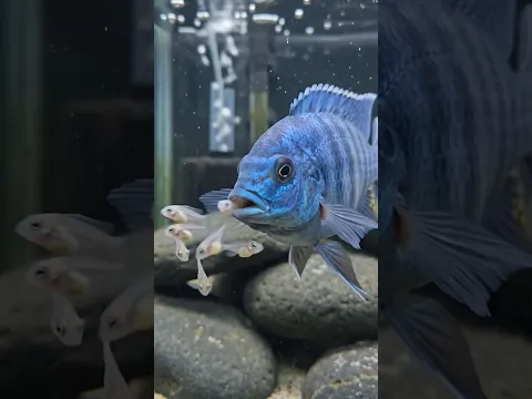 🐟💙 Incredible! This Blue Fish Gives Birth Through Its Mouth! 😱🍼 #fish