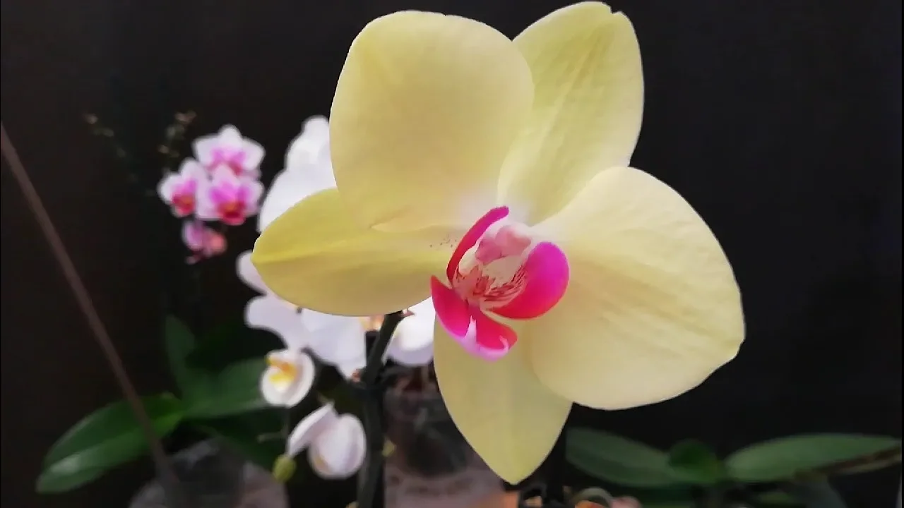 ORQUÍDEA PHALAENOPSIS DESPUÉS DEL TRASPLANTE Y OTROS CUIDADOS
