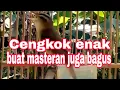 Download Lagu KERAK BASI ALIS HITAM GACOR ISIAN