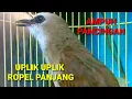 Suara trucukan gacor uplik ropel panjang jadikan trucukan nyaut gacor seketika