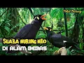 Download Lagu Suara Burung Beo Di Hutan Belantara | Burung Beo gacor