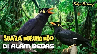 Download Suara Burung Beo Di Hutan Belantara | Burung Beo gacor MP3