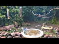 LIVE Bird Feeder Cam in 4K Cardinals Blue Jays Songbirds Highwood Park