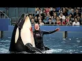 Download Lagu Jessica Radcliffe Orca Attack Video | Full Story of Jessica Radcliffe Attacked by Killer Whale 😱