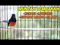 PANCINGAN murai batu BONGKAR ISIAN kenari,lovebird,sikatan londo,cililin cocok untuk MASTERAN
