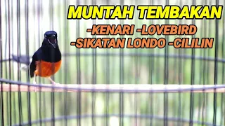 Download PANCINGAN murai batu BONGKAR ISIAN kenari,lovebird,sikatan londo,cililin cocok untuk MASTERAN MP3