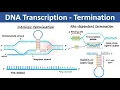 Transcription Termination in Prokaryotes Eukaryotes Biochemistry