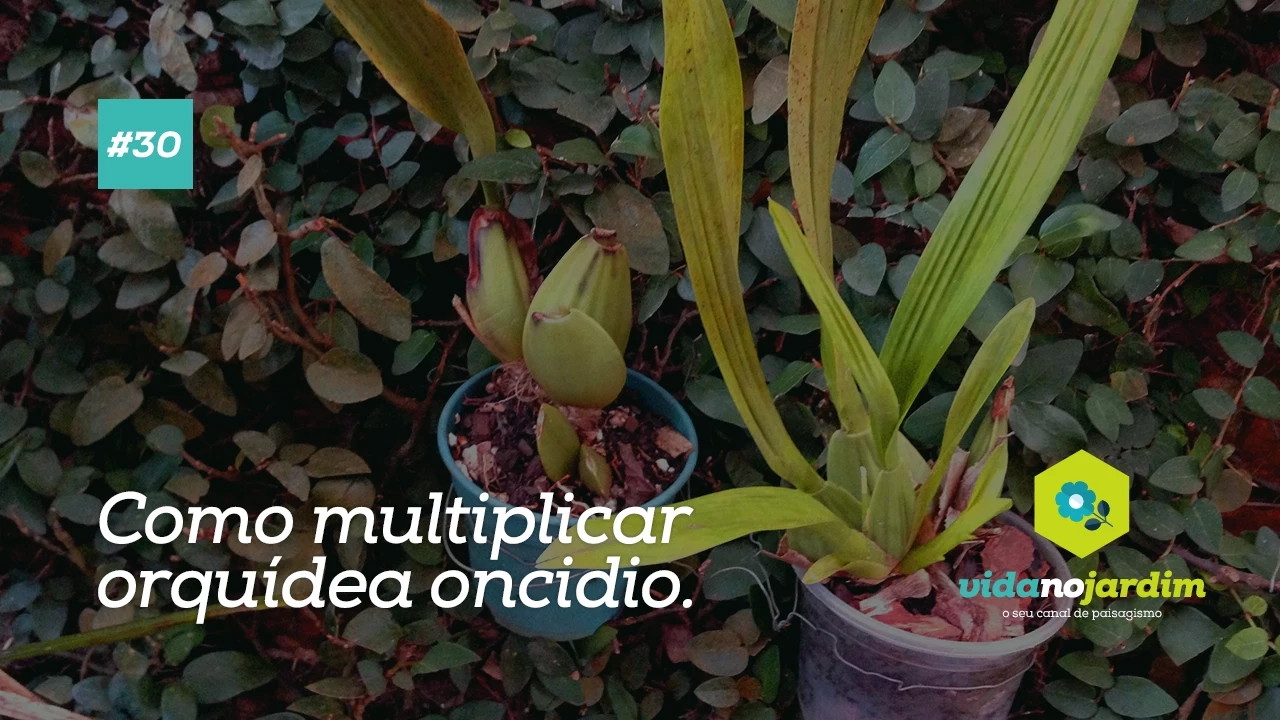 COMO MULTIPLICAR ORQUÍDEA #30