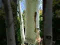 Whats infecting White Birches