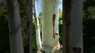 Whats infecting White Birches