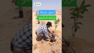 أفضل وأسهل طريقة لزراعة شتلة المانجو نبع الخيرات زراعة مشروع السعودية اكسبلور 00201025250124 