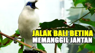 kicau pancingan burung jalak bali betina gacor memanggil jantan di kandang aviary sederhana