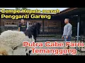 Lagu CEMPE KEPALA MERAH CALON PENGGANTI GARENG 