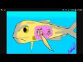 Fish vore