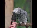 Talking Parrot | VOANews