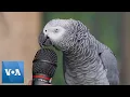 Download Lagu Talking Parrot | VOANews