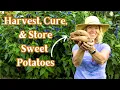 Harvesting Sweet Potatoes \u0026 How to Cure Them for Long Term Storage