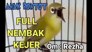 Download ANAK BONTOT‼️ PLECI JUARA full nembak panjang kejer - kejer | masteran pleci juara NASIONAL MP3