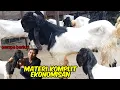 Download Lagu Kambing pe jantan ,induk ,dara ,cempe 4bln ,induk jawa randu bunting ,harga ekonomisan