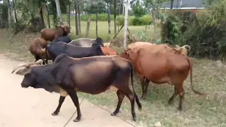cows mating 