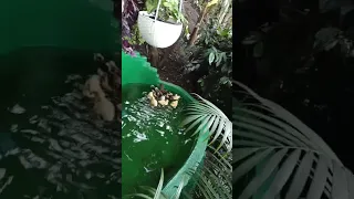                     دندنها