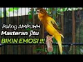 Lagu KENARI GACOR Cuit CUIT BIRAHI UNTUK PANCINGAN \u0026 MASTERAN Kenari PAUD AGAR BUNYI