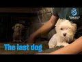 Snickerdoodle the 111th dog rescued from a Havanese breeder